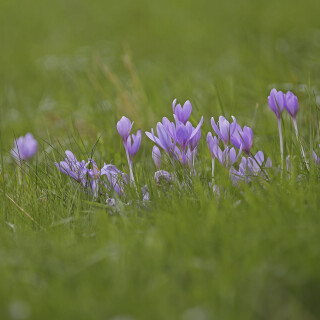 Herbstzeitlose_Colchicum-autumnale_20250918_0002_B_Web