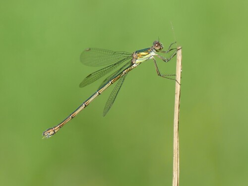 2024-08-12-Westliche-Weidenjungfer-Chalcolestes-viridis-female-069.jpeg