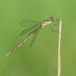 2024-08-12-Westliche-Weidenjungfer-Chalcolestes-viridis-female-069