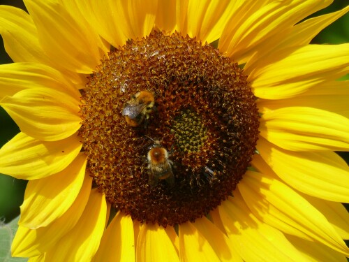 2025-09-22-Sonnenblume-Wildbienen-907-2000-detail.jpeg