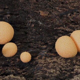 Blutmilchpilz_Lycogala-epidendrum_20250901_0001-28_B_Web