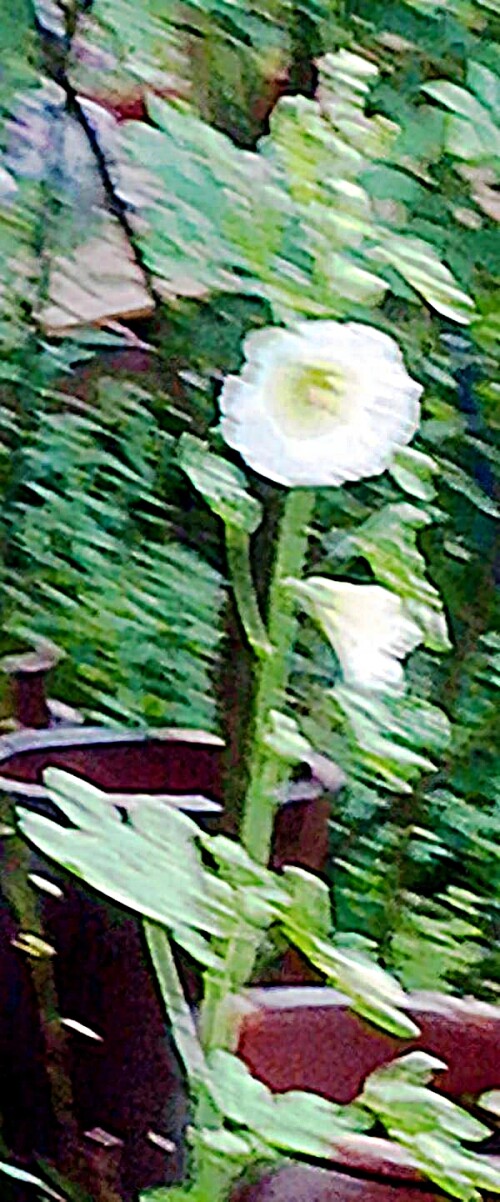K800_Weisbluhende-StockmalveMalva-alceaL._upscayl_1x_upscayl-standard-4x.jpeg