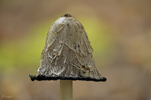 Schopf-Tintling_Coprinus-comatus_20250917_0001-41_B_Web.jpeg