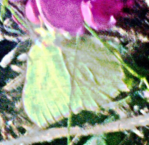 K800_ZitronenfalterGonepteryx-rhamniL.-1758-1_upscayl_1x_upscayl-standard-4x.jpeg