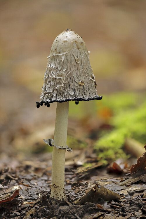 Schopf-Tintling_Coprinus-comatus_20250917_0002-32_B_Web.jpeg