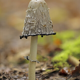 Schopf-Tintling_Coprinus-comatus_20250917_0002-32_B_Web