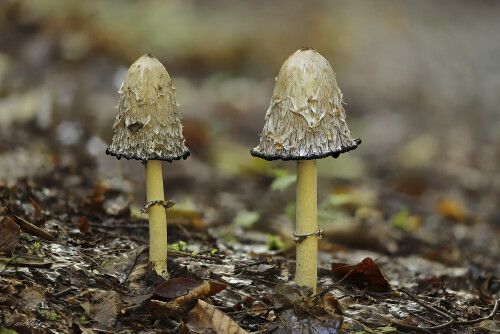 Schopf-Tintling_Coprinus-comatus_20250917_0005-30_B_Web.jpeg