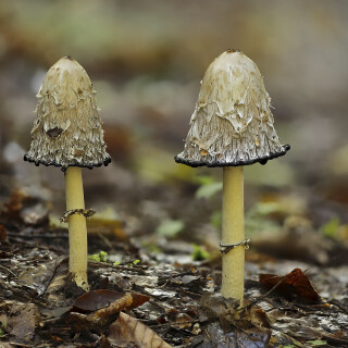 Schopf-Tintling_Coprinus-comatus_20250917_0005-30_B_Web