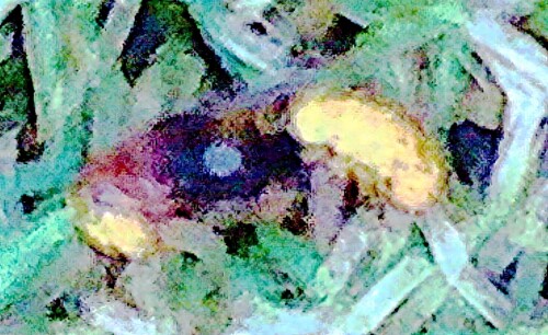 K800_Arbeiterin-einer-HornisseVespa-crabroL.-1758-sich-im-Todeskampf-verbeissend-September-2025_upscayl_1x_upscayl-standard-4x.jpeg