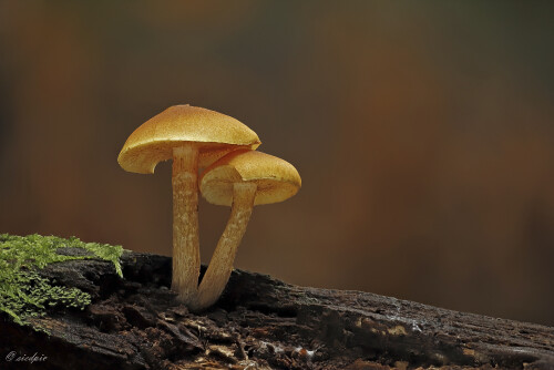 Pilz_Fungi_20250926_0001-43_B_Web.jpeg