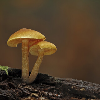 Pilz_Fungi_20250926_0001-43_B_Web