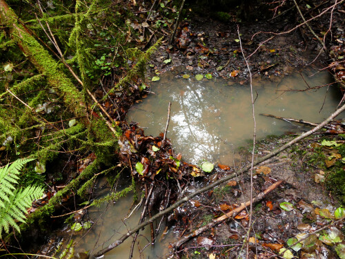 2025-09-26-Naturfilterstufe-im-Waldbach-2.jpeg