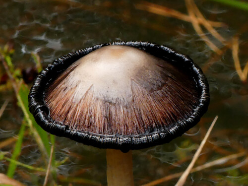 2025-09-26-Schopftintling-Eleganz-schmuckt-den-Wald-2.jpeg