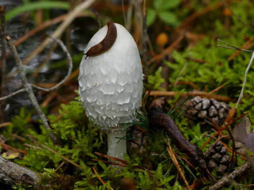 2025-09-26-Schopftintling-mit-Schnecke-am-Hut-1.jpeg