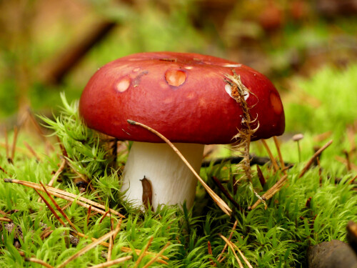 2025-09-26-der-Schnecke-Pilzhaus-1.jpeg