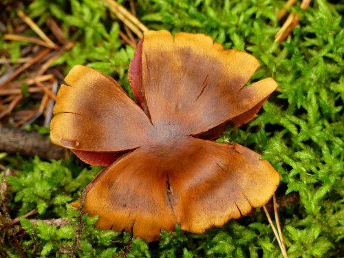 2025-09-26-ob-der-Pilz-auch-Gluck-bringt-1.jpeg