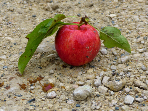 2025-09-29-Fall-Obst-1.jpeg
