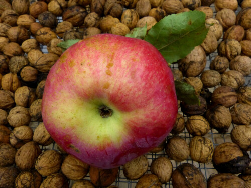 2025-09-29-Herbst-Schonheit.jpeg