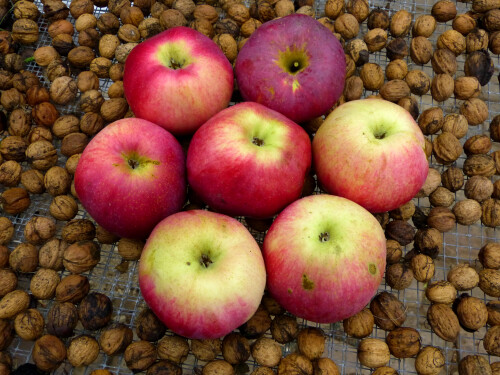 2025-09-29-Triesdorfer-Mega-Apfel-1.jpeg