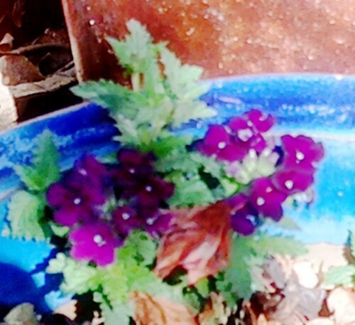 K800_EisenkrautVerbena-officinalisL..jpeg