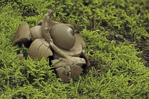 Halskrausen-Erdstern_Geastrum-michelianum_20250926_0001-52_B_Web.jpeg