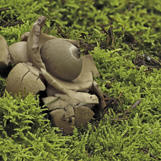 Halskrausen-Erdstern_Geastrum-michelianum_20250926_0001-52_B_Web
