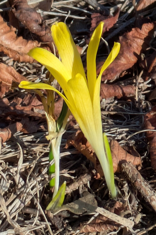 3.1-winternarzisse-sternbergia-colchiciflora-2.jpeg