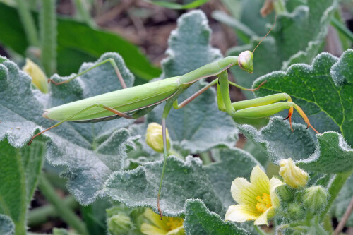 3.2-gottesanbeterinmantis-religiosa-weib.jpeg