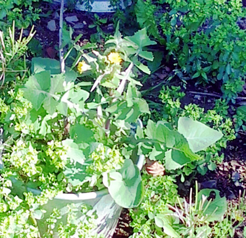 Raue-GansedistelSonchus-asperaL..jpeg