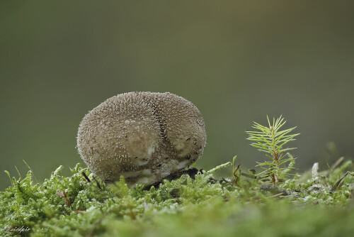Beutel-Staeubling_Lycoperdon-excipuliforme_20251001_0001-38_B_Web.jpeg