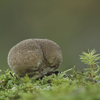 Beutel-Staeubling_Lycoperdon-excipuliforme_20251001_0001-38_B_Web
