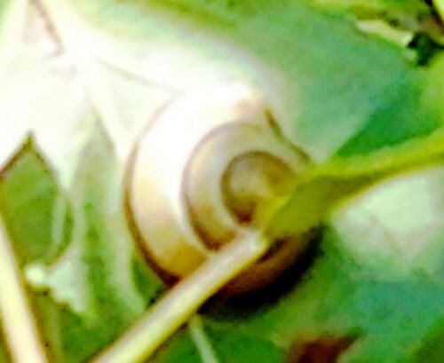 K800_GartenbanderschneckeCepaea-hortensisL.-1758-3.jpeg