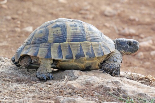 4.0-maurische-landschildkrote.jpeg