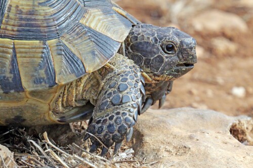 4.1-maurische-landschildkrote-portrait.jpeg