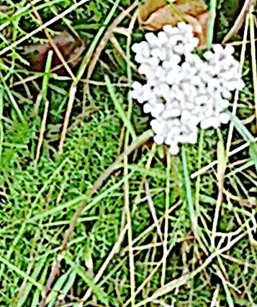 K800_Gewohnliche-SchafgarbeL.-1_upscayl_1x_upscayl-standard-4x.jpeg