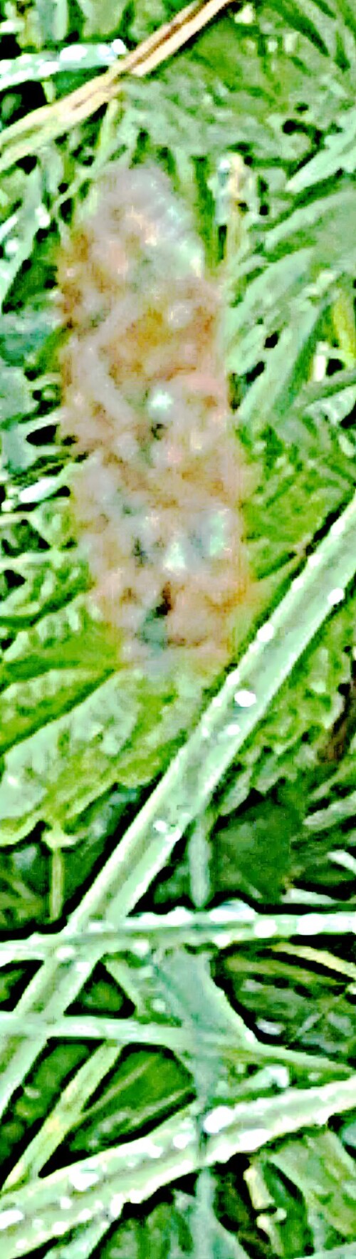 K800_Wiesen-LieschgrasPhleum-pratenseL.-_upscayl_1x_upscayl-standard-4x.jpeg