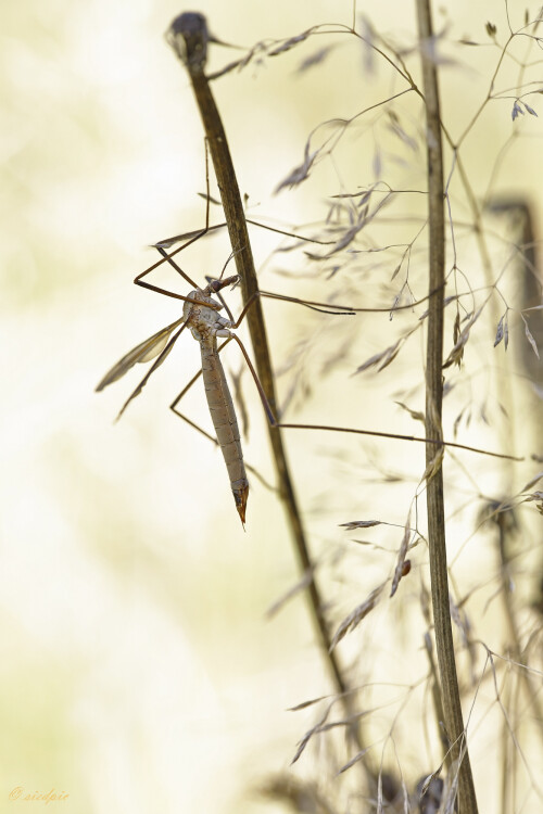 Schnake_Tipulidae_20251001_0001_B_Web.jpeg