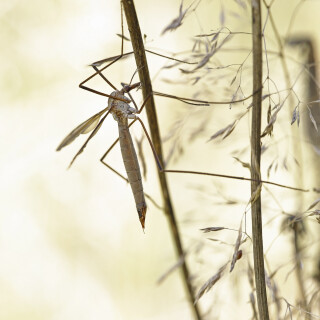 Schnake_Tipulidae_20251001_0001_B_Web