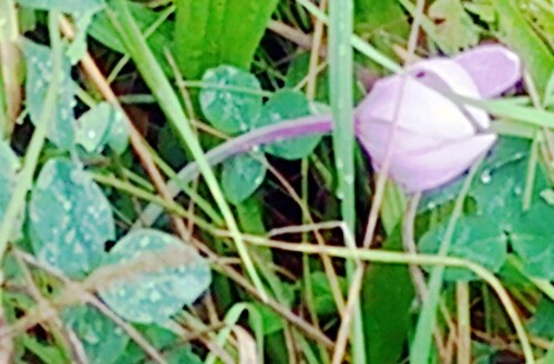 K800_HerbstzeitloseColchicum-autumnaleL..jpeg