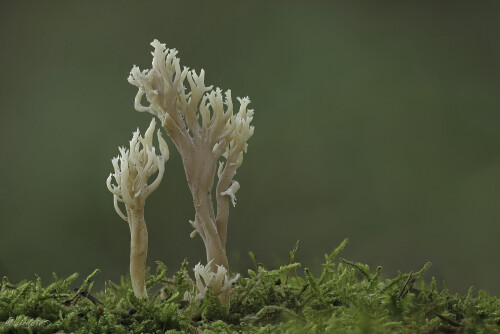 Kammkoralle_Clavulina-coralloides_20251001_0001-56_B_Web.jpeg
