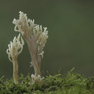Kammkoralle_Clavulina-coralloides_20251001_0001-56_B_Web