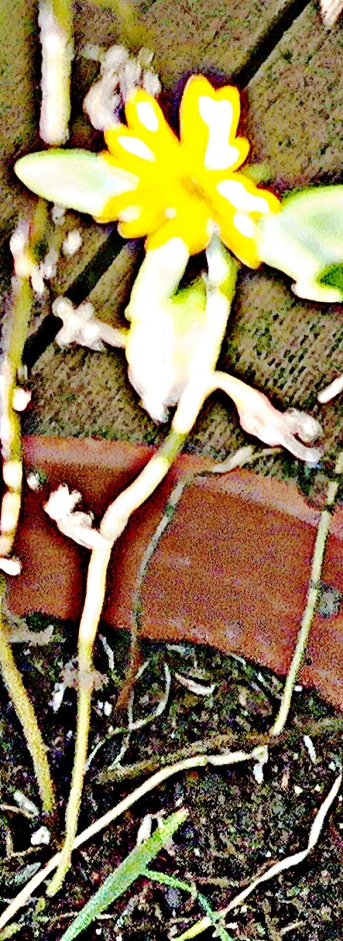K800_Kleine-SonnenblumeHelianthus-microcephalusL._upscayl_1x_upscayl-standard-4x.jpeg
