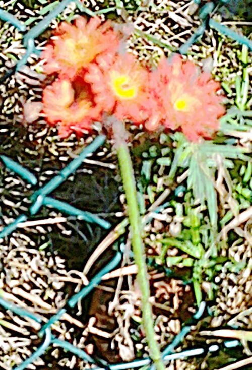 K800_Orangerotes-HabichtskrautHieracium-aurantiacumL.-1_upscayl_1x_upscayl-standard-4x.jpeg