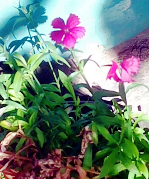 K800_PfingstnelkenDianthus-grationapoletanusL..jpeg