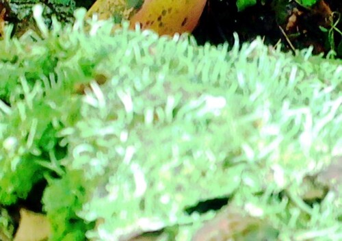 K800_Pfriemen-GeweihflechteCladonia-subundulataL.Weber.jpeg