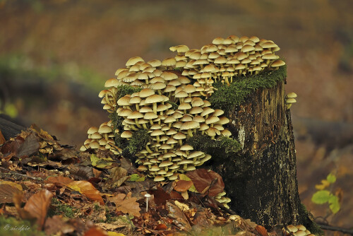 Gruenblaettriger-Schwefelkopf_Hypholoma-fasciculare_20251008_0001-36_B_Web.jpeg