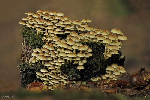 Gruenblaettriger-Schwefelkopf_Hypholoma-fasciculare_20251008_0002-40_B_Web.jpeg