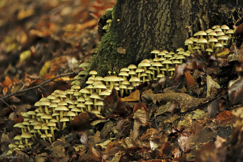 Gruenblaettriger-Schwefelkopf_Hypholoma-fasciculare_20251008_0003-26_B_Web.jpeg