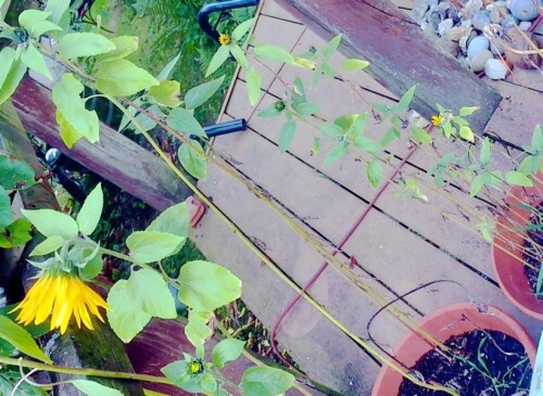 K800_Sonnenblumen-unterschiedlicher-Gruse-aus-Vogelfutter_upscayl_1x_upscayl-standard-4x.jpeg