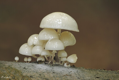 Buchen-Schleimruebling_Oudemansiella-mucida_20251013_0001-41_B_Web.jpeg